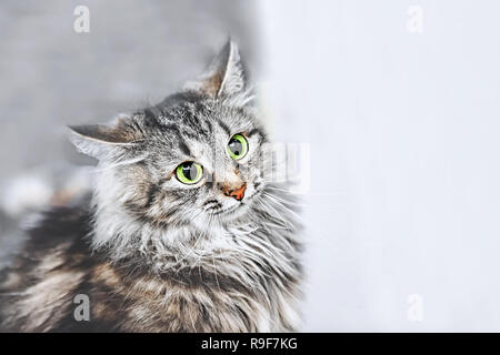 Un ritratto del russo gatti Siberiani. Gli attacchi di cat. Close up. Copia dello spazio. Foto Stock