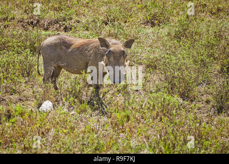 Warthog africana. Svinoobraznoe animali della savana africana Foto Stock