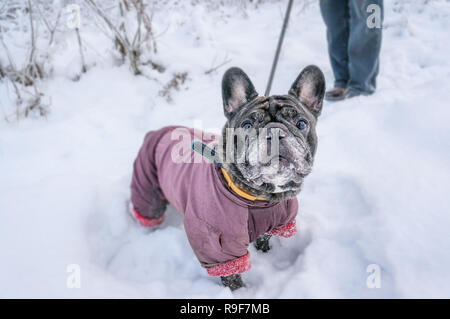 Vecchio Pug passeggiate nella neve con il suo maestro. Un cane in un cappotto invernale in inverno. Foto Stock