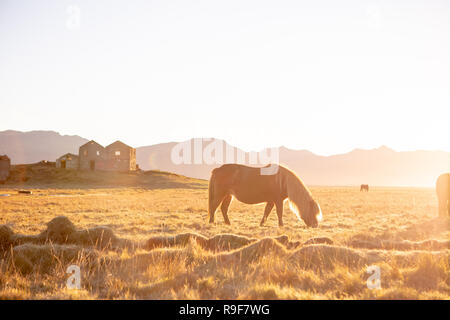 Cavalli islandesi Foto Stock