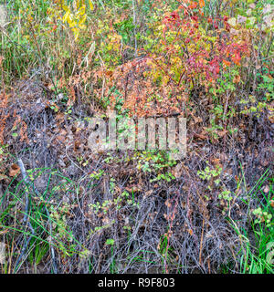 Arazzo di erba e arbusti in colori autunnali Foto Stock