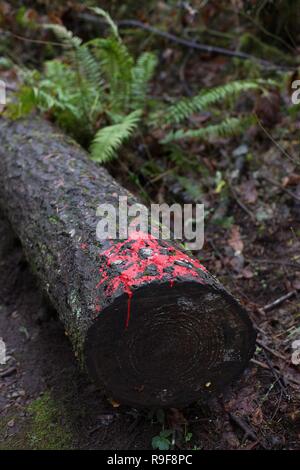 La vernice rossa su un albero tagliato in un bosco vicino a Eugene, OR, Stati Uniti d'America. Foto Stock