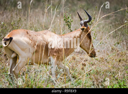 Antelope sulla savana africana. Ambiente naturale antelope habitat. Ungulati animale cornuta. Foto Stock