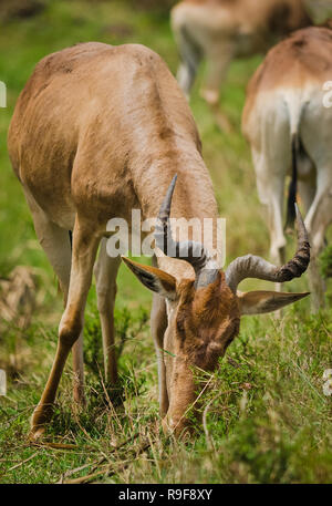 Antelope sulla savana africana. Ambiente naturale antelope habitat. Ungulati animale cornuta. Foto Stock