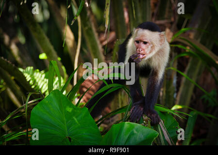 Bianco-guidato cappuccini, noto anche come di fronte bianco-cappuccino o bianco-throated scimmia cappuccino immagine presa in Panama Foto Stock