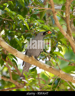 Bloccate Cuckooshrike (Coracina lineata) alimentazione su un albero di fico, Lago Tinaroo, Atherton altipiano, estremo Nord Queensland, FNQ, QLD, Australia Foto Stock