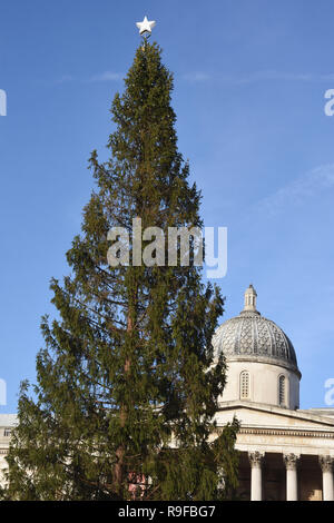 Trafalgar Square albero di Natale,Trafalgar Square,London.UK Foto Stock