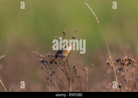 Grasshopper trillo; Locustella naevia singolo cantando in Ungheria Foto Stock