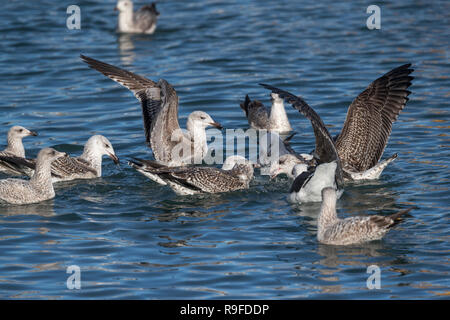 Grande Black Backed Gull; Larus marinus gregge; combattimenti; capretti Cornwall, Regno Unito Foto Stock