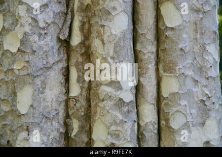 Un albero bianco peeling trunk nella patch con profonda si ripiega nel bagagliaio Foto Stock