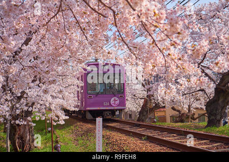 Viola locale treno passando attraverso un tunnel formato da rami di fiori di ciliegio alberi in fiore. Foto Stock