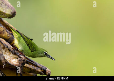 Shining-honeycreeper nel nord della Costa Rica Foto Stock