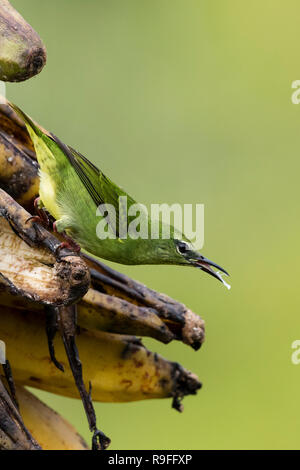 Shining-honeycreeper nel nord della Costa Rica Foto Stock