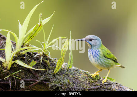 Shining-honeycreeper nel nord della Costa Rica Foto Stock