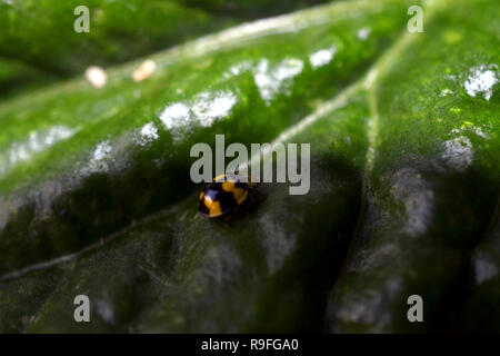 Coccinella giallo su grandi foglie verde Foto Stock