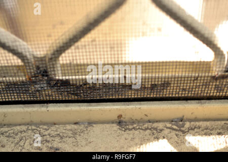 La polvere, la sporcizia e scarafaggi morti nella finestra Track, davanzale e Fly Screen Foto Stock