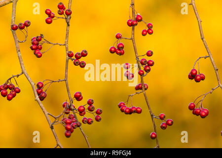 Bacche di biancospino; Crataegus monogyna Cornwall, Regno Unito Foto Stock