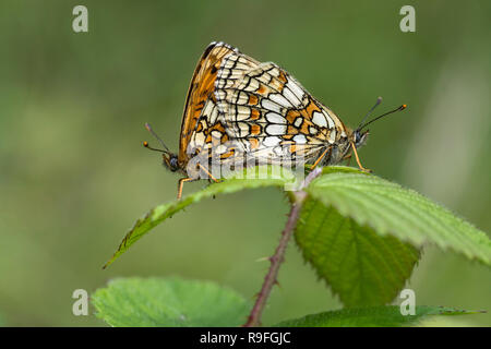 Heath Fritillary Butterfly Melitaea athalia due; abbinato Cornwall, Regno Unito Foto Stock