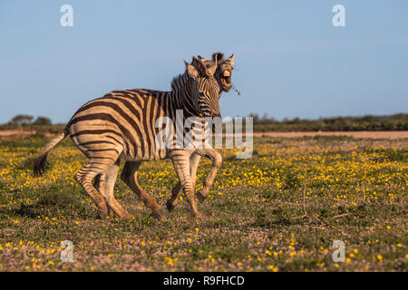 Le pianure zebra (Equus quagga) combattimenti, Addo Elephant national park, Capo orientale, Sud Africa, Foto Stock