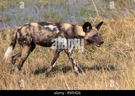 African wild dog (Lycaon pictus), Khwai conservancy, Okavango Delta, Botswana Foto Stock