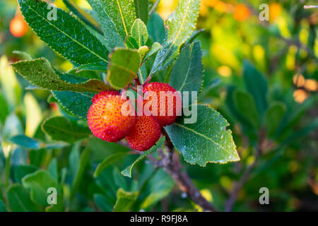 Arbutus unedo il corbezzolo close up frutti, in montagna (Hymettus Ymittos) Foto Stock