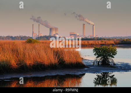 Una vista attraverso la palude salata zone umide della Duke Energy Crystal River complesso su un 4.700 acri vicino alla bocca del fiume di cristallo in Florida Foto Stock