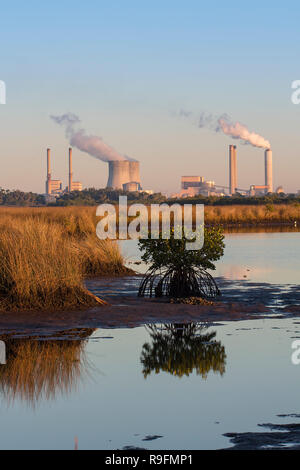 Una vista attraverso la palude salata zone umide della Duke Energy Crystal River complesso su un 4.700 acri vicino alla bocca del fiume di cristallo in Florida Foto Stock