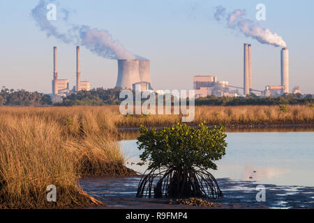 Una vista attraverso la palude salata zone umide della Duke Energy Crystal River complesso su un 4.700 acri vicino alla bocca del fiume di cristallo in Florida Foto Stock