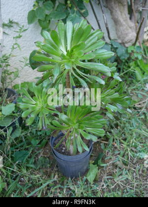 Tree semprevivo in una pentola. Aeonium, a piante subtropicali della famiglia Piante succulente | Dicotiledoni. Foto Stock