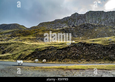 Pecora su single track road vicino alle rovine del castello di Duntulm, Isola di Skye - Scozia. Foto Stock