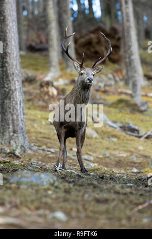 Red Deer; Cervus elaphus singolo Stag Scozia - UK Foto Stock