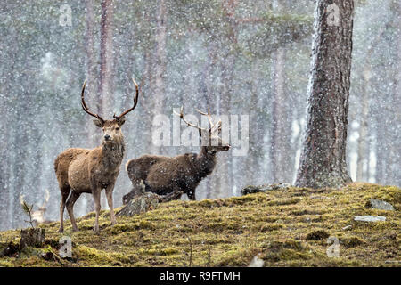 Red Deer; Cervus elaphus due cervi in Snow Scozia - UK Foto Stock