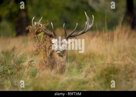 Cervo rosso; Cervus elaphus Single Stag; Antlers drappeggiato a Bracken; UK Foto Stock