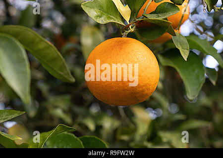Orange cresce sugli alberi, pronto per mangiare, con sfondo di foglie e rami Foto Stock