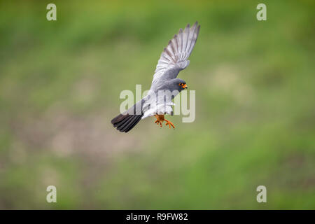 Red Footed Falcon; Falco vespertinus maschio singolo in volo Ungheria Foto Stock