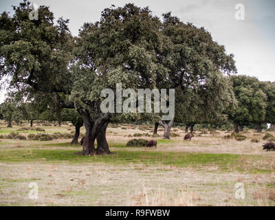 I suini di razza iberica di pascoli e di mangiare ghiande nella dehesa in Salamanca, Spagna Foto Stock