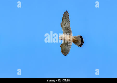 Il gheppio; Falco tinnunculus maschio singolo in volo Cornwall, Regno Unito Foto Stock