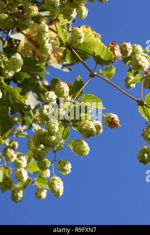 Hopfen, Hopfenzapfen, Gewöhnlicher Hopfen, Echter su Hopfen, Humulus lupulus, comune, Hop Hop, luppolo, Le Houblon, Le houblon grimpant Foto Stock