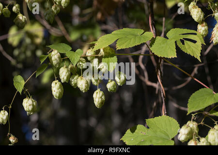 Hopfen, Hopfenzapfen, Gewöhnlicher Hopfen, Echter su Hopfen, Humulus lupulus, comune, Hop Hop, luppolo, Le Houblon, Le houblon grimpant Foto Stock