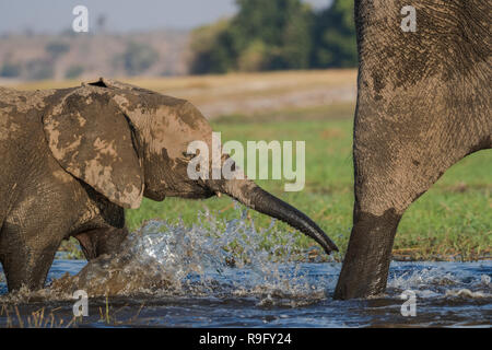 Elefante africano (Loxodonta africana) calf Attraversamento fiume Chobe, Botswana, Foto Stock