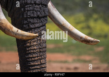 Elefante africano (Loxodonta africana) Brosmio, Addo Elephant national park, Capo orientale, Sud Africa, Foto Stock