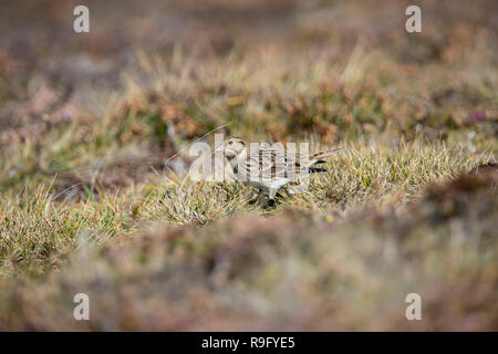 Lapland Bunting; Calcarius lapponicus Isole Scilly; Regno Unito Foto Stock