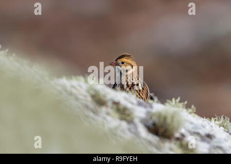 Lapland Bunting; Calcarius lapponicus Isole Scilly; Regno Unito Foto Stock