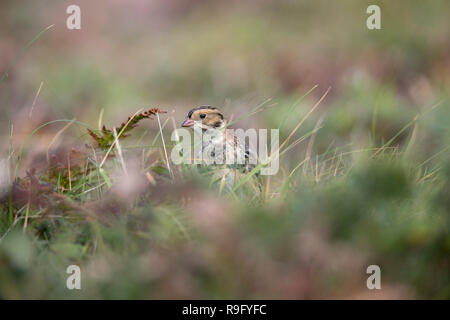 Lapland Bunting; Calcarius lapponicus Isole Scilly; Regno Unito Foto Stock