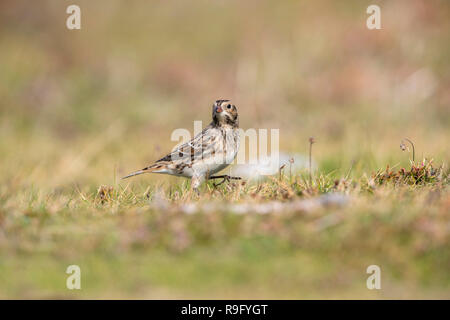 Lapland Bunting; Calcarius lapponicus Isole Scilly; Regno Unito Foto Stock