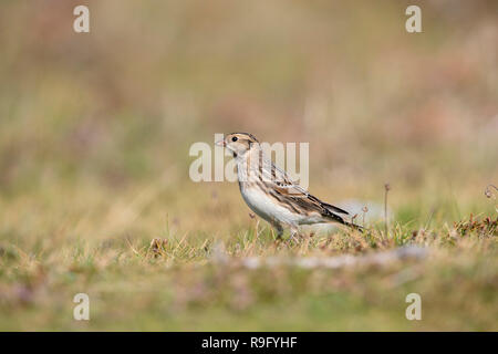 Lapland Bunting; Calcarius lapponicus Isole Scilly; Regno Unito Foto Stock