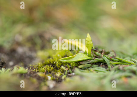 Almeno i sommatori linguetta Fern; Ophioglossum vulgatum Spike Isole Scilly; Regno Unito Foto Stock