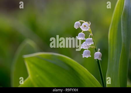 Il giglio della valle; convallaria majalis; fiore; Lancashire, Regno Unito Foto Stock