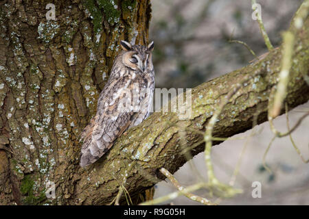 Long Eared Owl; Asio otus singolo addormentato in pino, REGNO UNITO Foto Stock