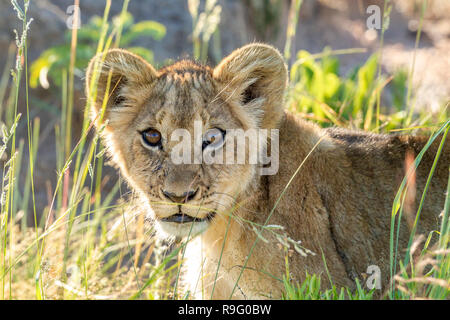 Lion cub in luce calda cercando interessati e focalizzato mentre giacenti in erba Foto Stock